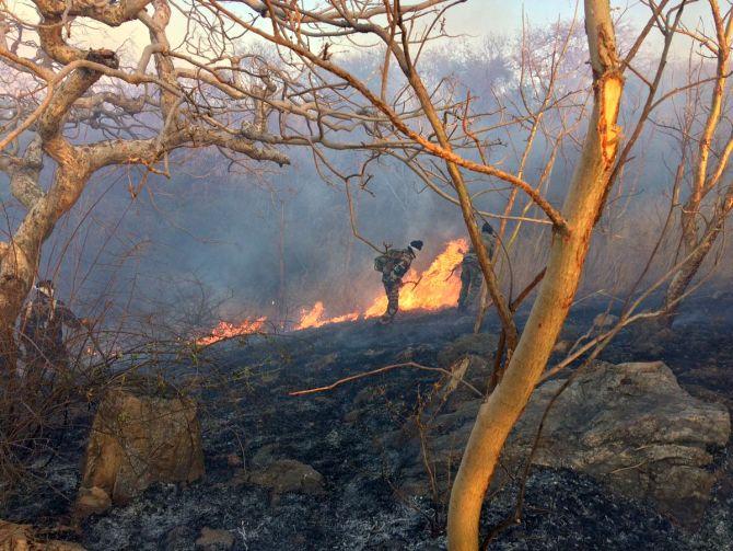 Huge fire breaks out at Sariska, tigers not in danger