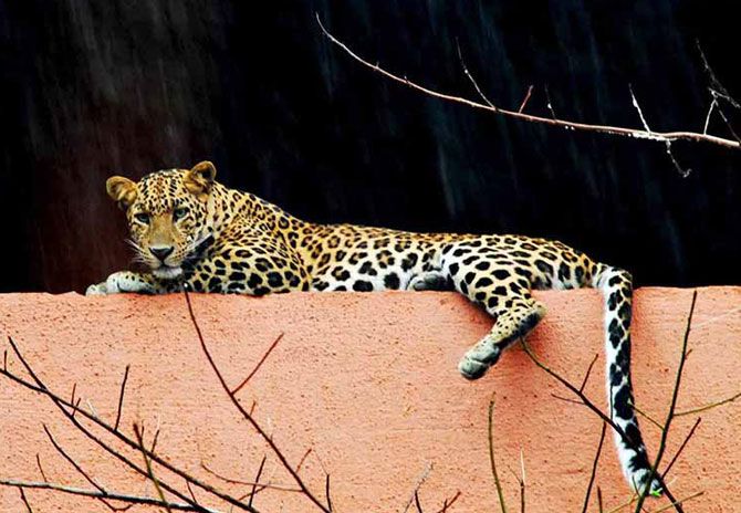 Leopard on a society wall in Mumbai