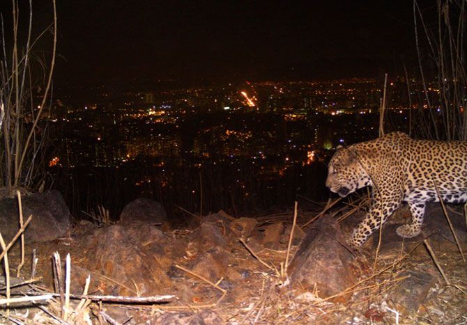 Leopard shot using a camera trap
