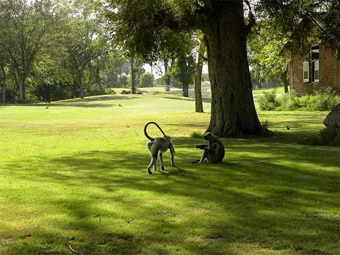 The beautiful estate in which the Lakshmi Niwas Palace is located was landscaped by a Kew Gardens specialist, William Goldring