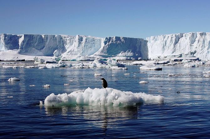 Penguin Antarctica