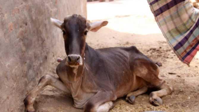 Even the cowsheds were not spared by the marauding mobs, says Agnibhaskar. One of his cows, which was slashed by the rioters, died later, he said.