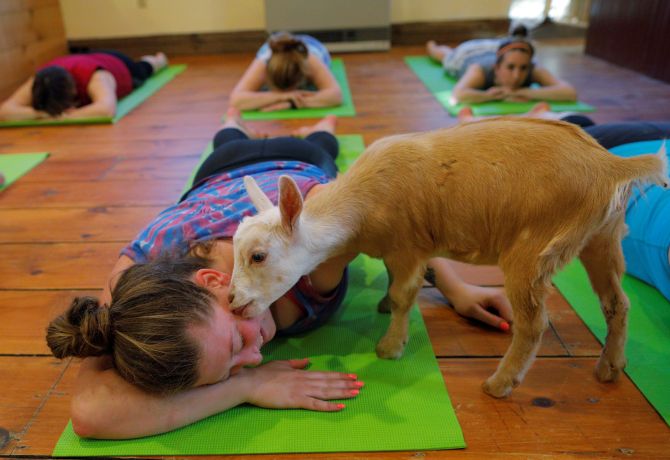Would you try 'Goat Yoga'? - Rediff.com India News