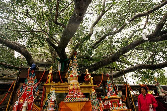 The Mahabodhi tree