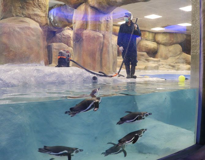 Here are the 7 penguins Mumbaikars will get to see from Saturday -   India News