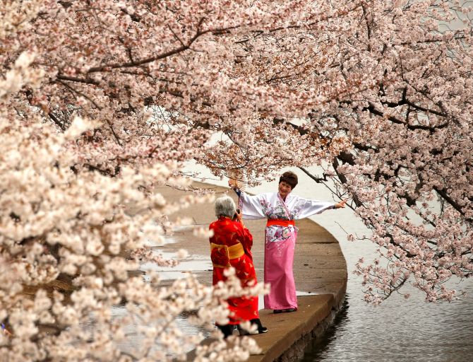 Thousands gather as cherry blossoms in Washington D.C. hit peak bloom -  Stock market news