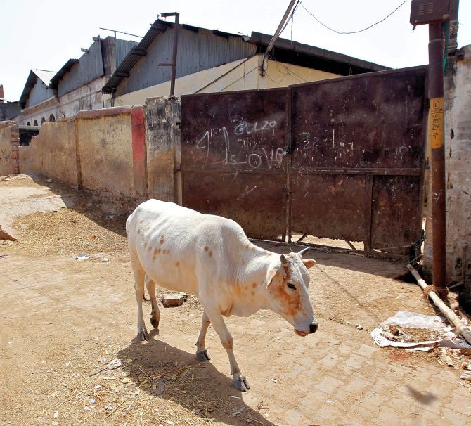 IMAGE: A stray cow in Allahabad. Photograph: Jitendra Prakash/Reuters