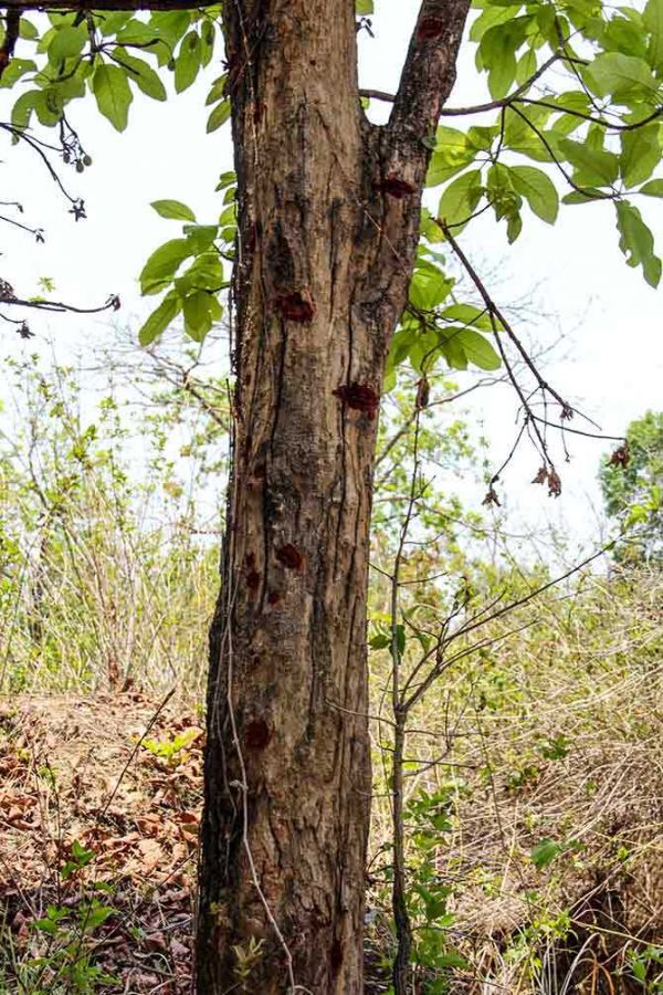 Tell-tale signs of a fierce ambush that took place on the afternoon of April 24. There were bullet marks on many trees where the CRPF jawans were stationed inside the forest