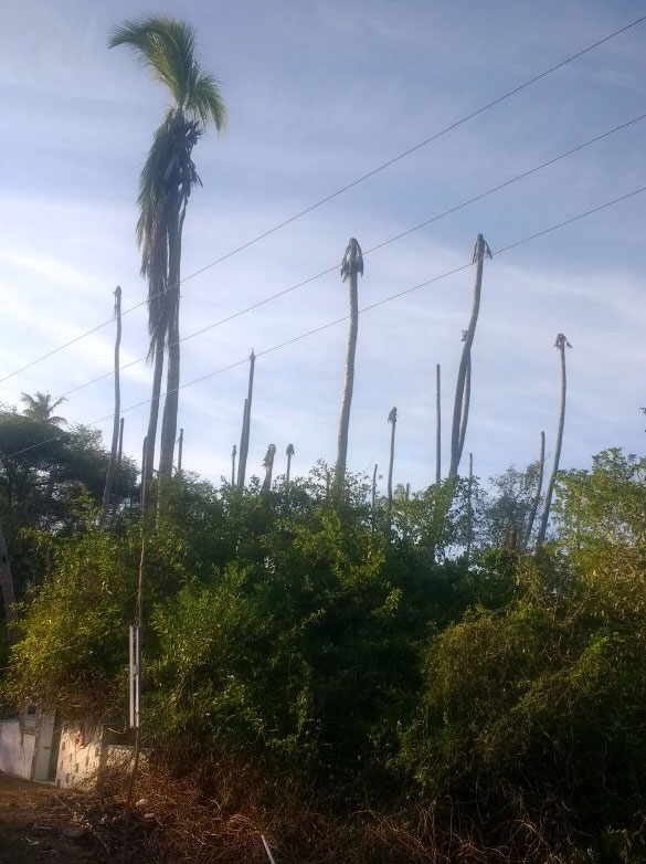 Cocounut trees are drying up