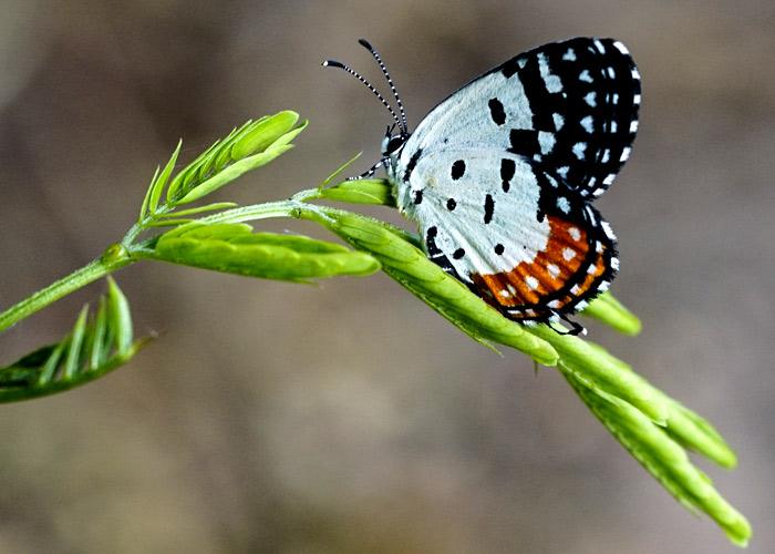 Red pierrot butterfly