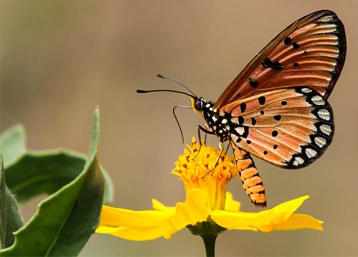 A specimen photographed by Surya Prakash