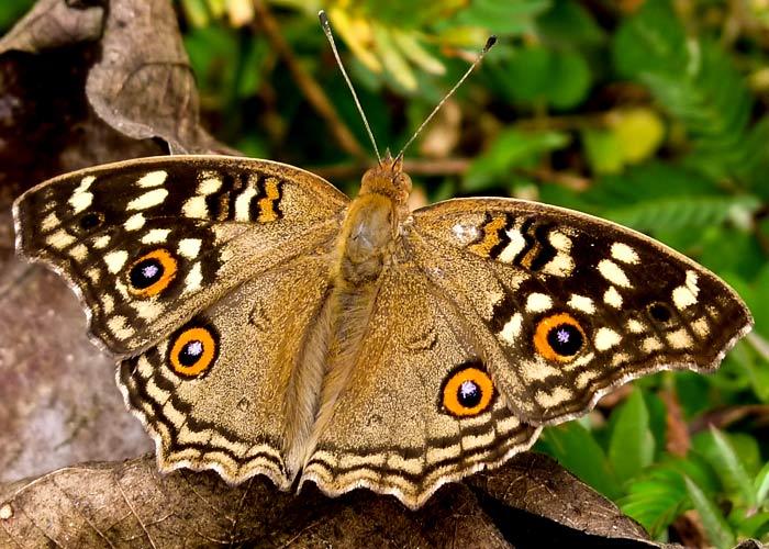 Lemon pansy butterfly