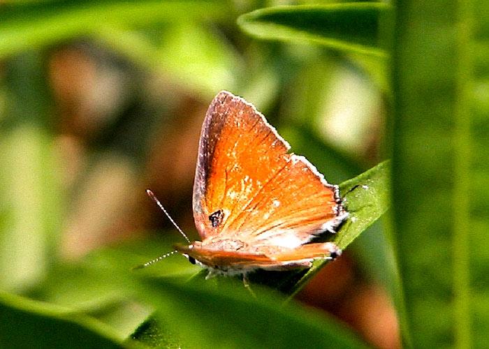 Red flash butterfly