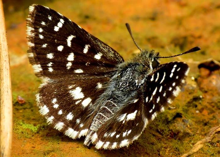 Indian skipper butterfly