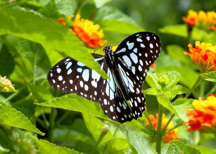 Blue tiger butterfly