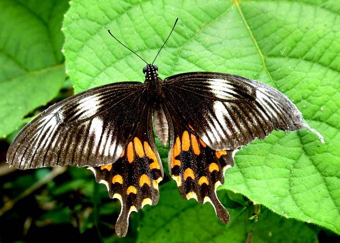 Common Mormon butterfly