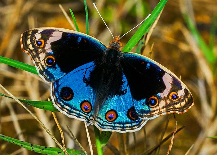 Blue pansy butterfly