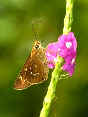 Conjoined swift butterfly