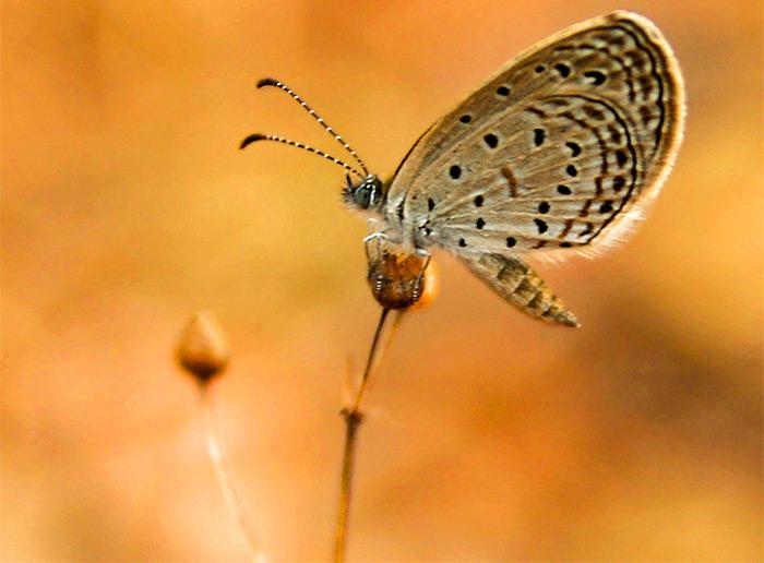 Tiny grass blue butterfly