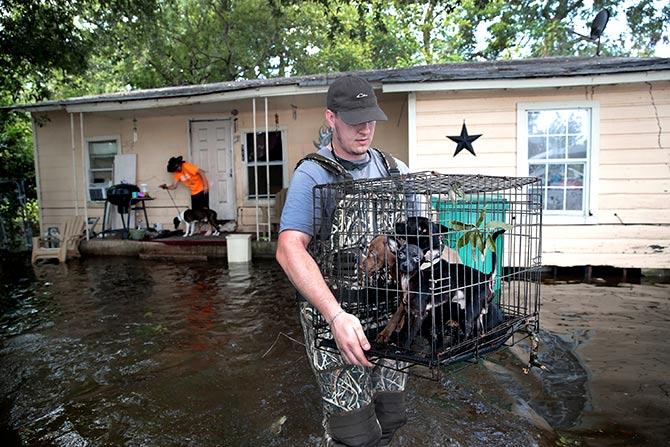 Animal rescues during Hurricane Harvey - Rediff.com India News