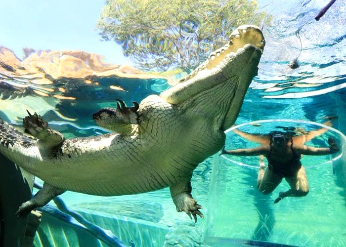 crocs swim