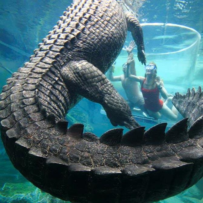 Swimming with the crocs - Rediff.com India News