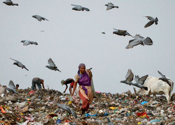 Pigeons fly overhead as a woman collects recyclables from a dump yard in New Delhi June 16, 2011. Photo: Adnan Abidi/Reuters