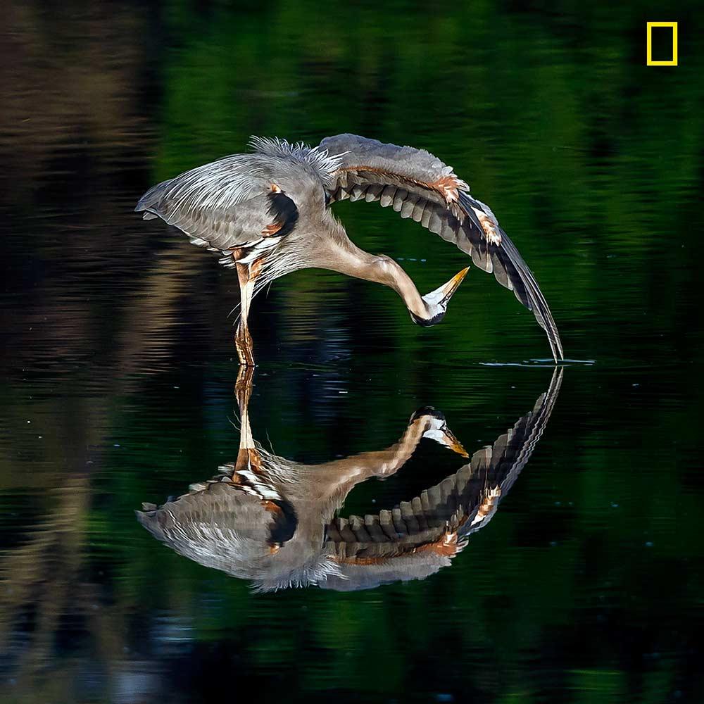 national-geographic-unveils-contenders-for-best-nature-photographs-of