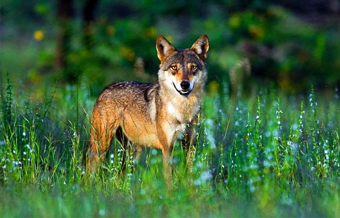 An Indian wolf at the Mayureshwar Wildlife Sanctuary, Pune. Photograph: courtesy Rudraksha Chodankar/Wikimedia Commons