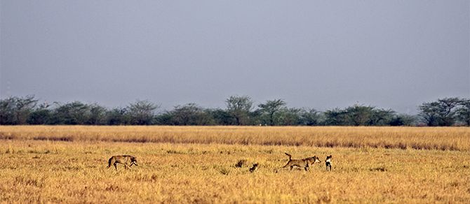 A wolf pack preparing to hunt at the Blackbuck National Park, Gujarat. Photograph: Courtesy Vickey Chauhan/Wikimedia Commons