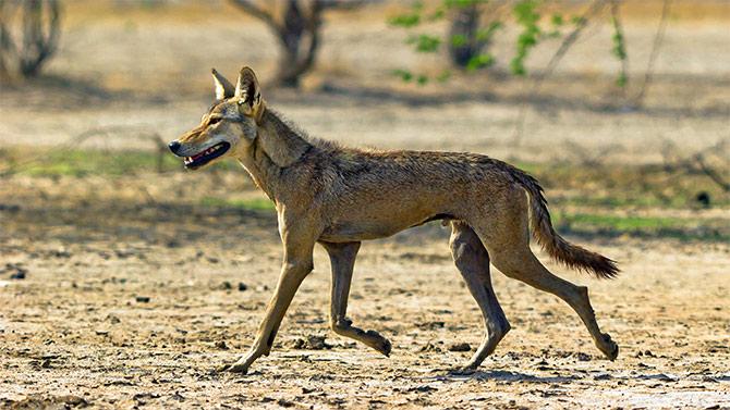 An Indian wolf at Velavadar, in the Blackbuck National Park, Gujarat. Photograph: Courtesy Dhaval Vargiya/Wikimedia Commons.