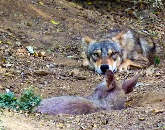 An Indian wolf in Mysore zoo. Photograph: L Shyamal/Wikimedia Commons