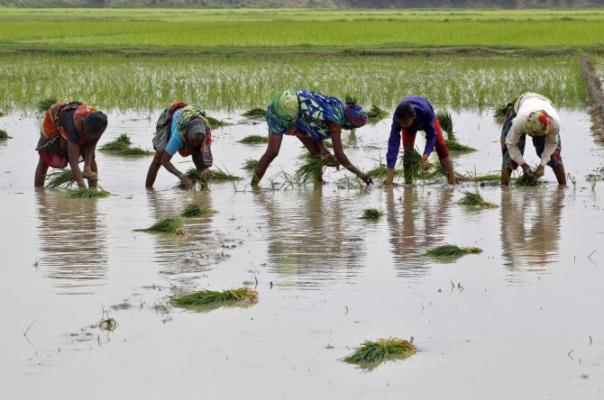 Rajasthan Budget 2024: PM-KISAN Hike, Wheat MSP Boost