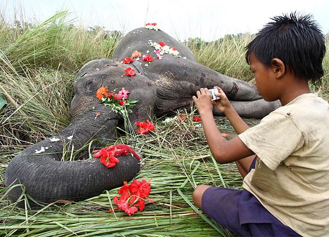 A female elephant dies in a train accident