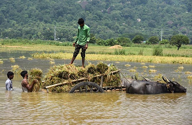 People load their harvested crop onto a buffalo cart in a flooded paddy field at Mayong village in Morigaon district, in the northeastern state of Assam, India June 6, 2017. Photograph: Anuwar Hazarika/Reuters