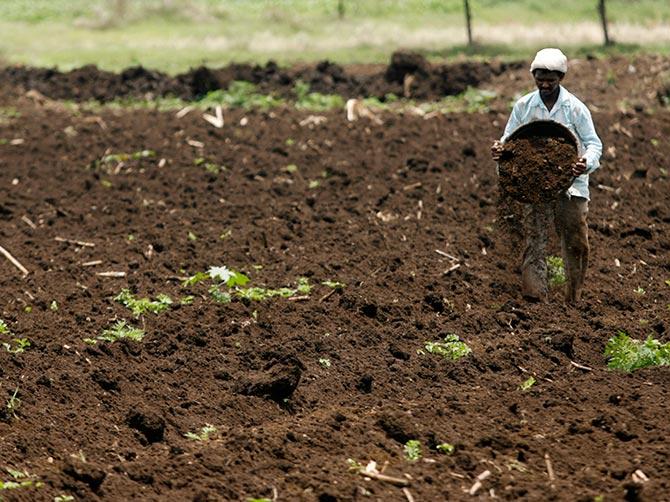 A farmer works on a sugarcane farm in Junnar, 165 km southeast of Mumbai, August 18, 2009