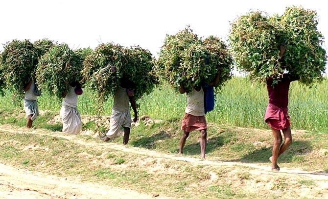 Indian farmers of the village of Surajpur in the northern Indian State of Bihar carry fodder for sale in the market August 9. Farmers walk about 11km carrying fodder as they are unable to bear the transport charges which is more than what they earn after selling one bundle of fodder. Photograph: PBEAHUMWDDA/Reuters