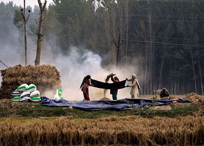 Kashmiri farmers winnow paddy during harvesting season in Srinagar October 13, 2014. Photograph: Danish Ismail/Reuters