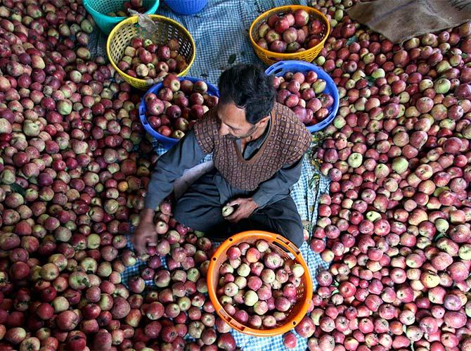 A labourer works inside an apple store at Chatla village in the northern Indian state of Himachal Pradesh September 23, 2009. The Indian government has raised farm subsidies to mitigate the impact of drought and is looking to early sowing of winter crops to offset the loss of summer crops. Photograph: Anil Dayal/Reuters