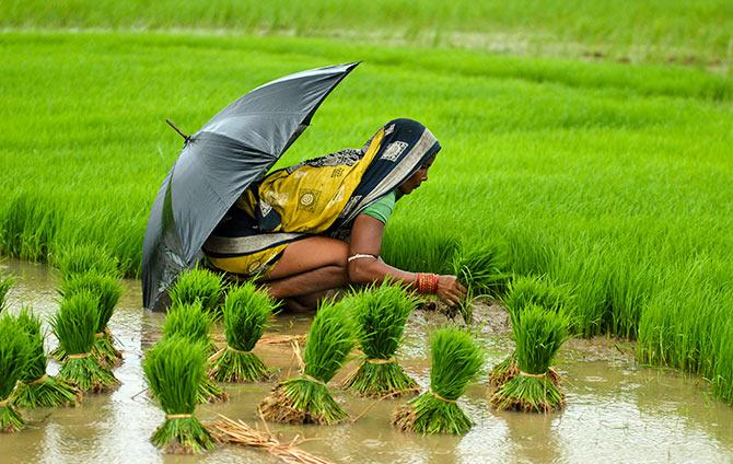 A woman farmer works in a paddy field in the eastern Indian state of Orissa July 25, 2012. Rice is the main summer-sown crop in the country. Sowing is over in 14.46 million hectares compared to 16.13 million hectares a year earlier. Poor rainfall has affected sowing in West Bengal, Orissa and the northern states of Uttar Pradesh and Punjab. Photograph: Stringer/Reuters