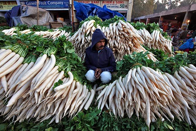 A vendor sits amidst heaps of radishes as he waits for customers at a wholesale vegetable market in Chandigarh, India, November 16, 2016. Photo: Ajay Verma/Reuters