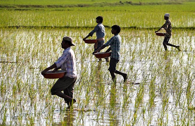 Farmers sprinkle fertilizers on a paddy field on the outskirts of Ahmedabad, India, February 1, 2017. Photograph: Amit Dave/Reuters