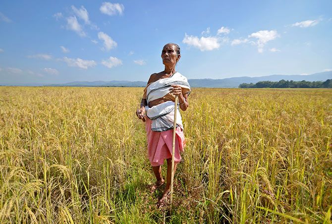 A farmer stands on her paddy field before cutting the crops at Bamuni village in Nagaon district in the northeastern state of Assam, India, November 19, 2016. Photograph: Anuwar Hazarika/Reuters
