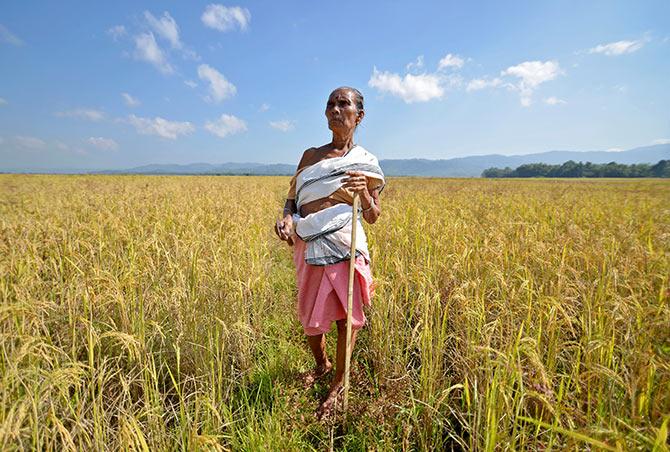 A farmer stands on her paddy field before cutting the crops at Bamuni village in Nagaon district in the northeastern state of Assam, India, November 19, 2016. Photograph: Anuwar Hazarika/Reuters