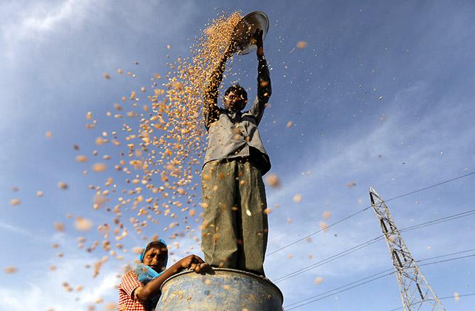 A farmer standing on a plastic drum winnows wheat in a field on the outskirts of Ahmedabad, India March 29, 2016. Photograph: Amit Dave/Reuters