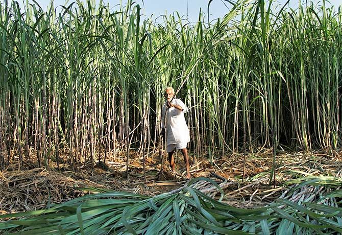 A farmer harvests sugarcane in his field at Motisir village in the desert state of Rajasthan, India October 27, 2016. Photograph: Himanshu Sharma/Reuters