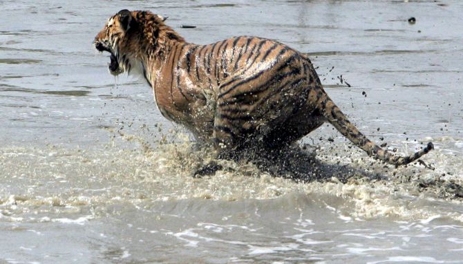 'Tiger state' MP records maximum big cat deaths