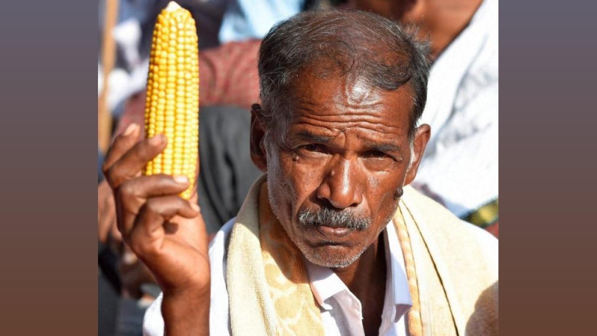 Punjab Hybrid Rice Ban: Farmers to Lose Rs 10,000/acre