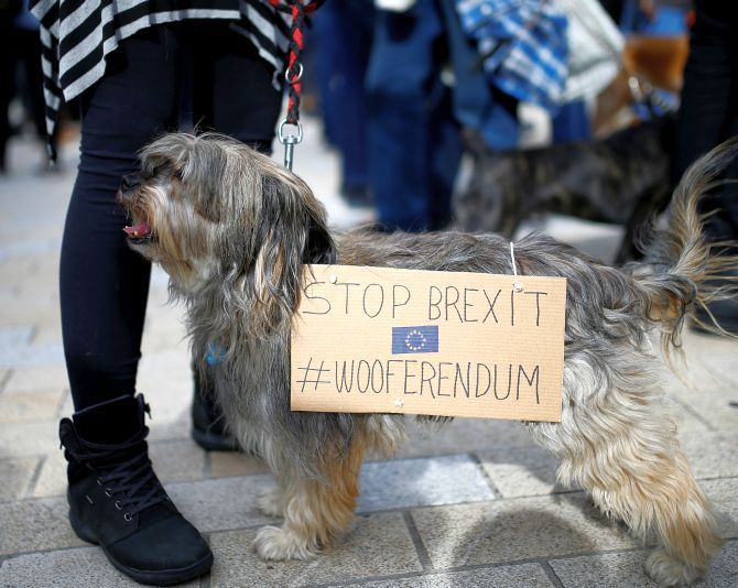 'Brexit's barking', say UK dog owners in 'Wooferendum March' - Rediff ...