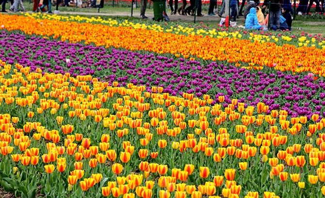 The tulips are in full blooms! | Ottawa tulip festival 